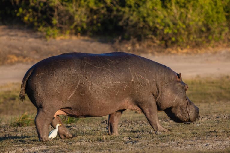 file:hipopótamo (hippopotamus amphibius), parque nacional de chobe, botsuana, 2018 07 28, dd 80.jpg