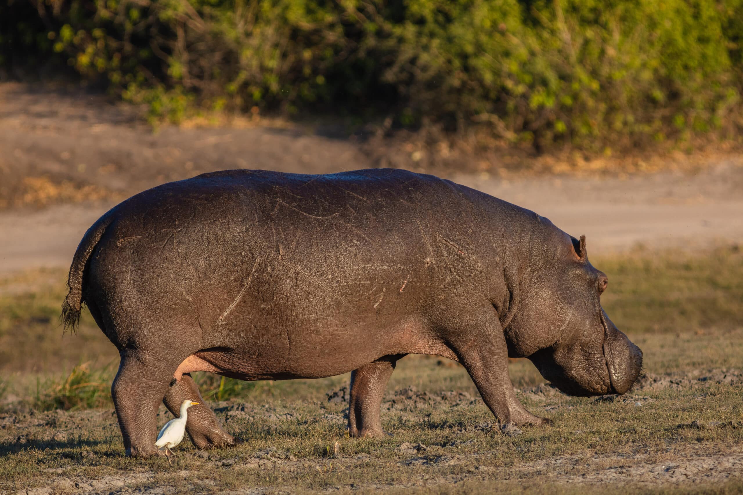 file:hipopótamo (hippopotamus amphibius), parque nacional de chobe, botsuana, 2018 07 28, dd 80.jpg