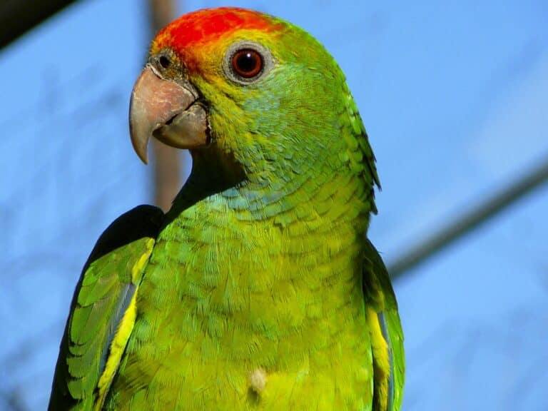 red browed amazon parrot red browed amazon parrot