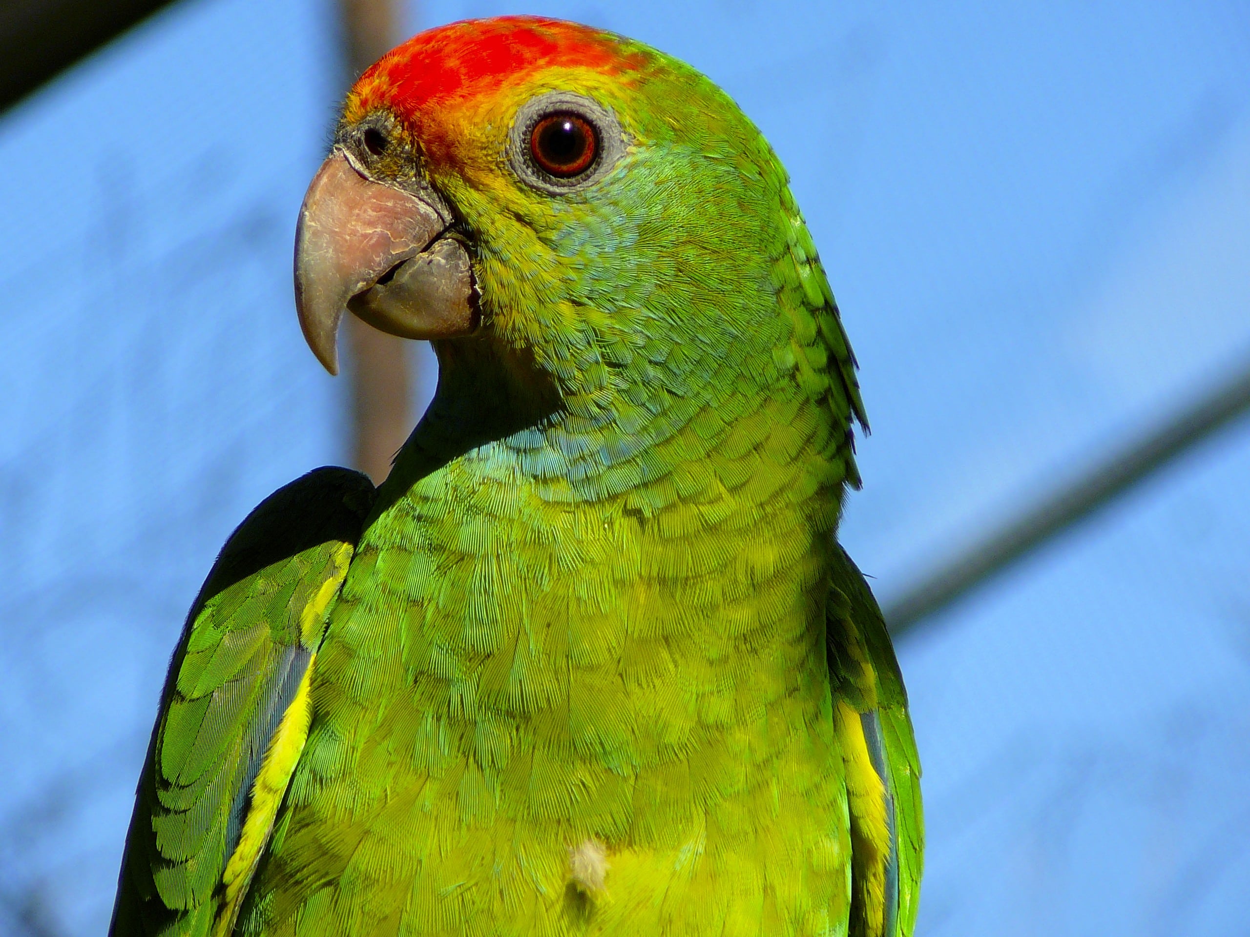 red browed amazon parrot red browed amazon parrot