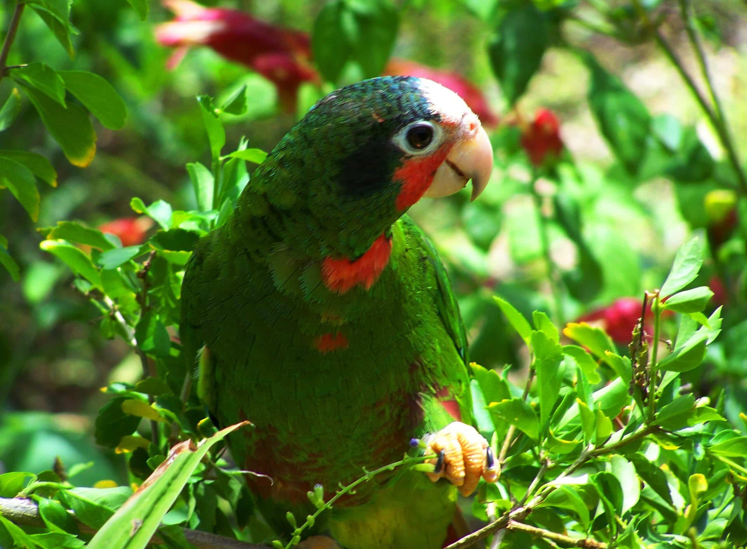 cuban amazon parrot in the cayman islands cuban amazon parrot in the cayman islands