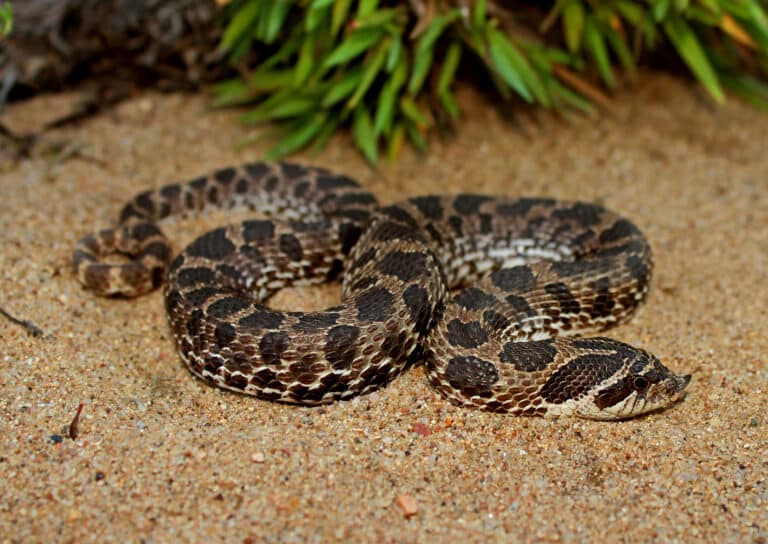 dusty hognose snake (heterodon gloydi) (30203048175) dusty hognose snake (heterodon gloydi) (30203048175)