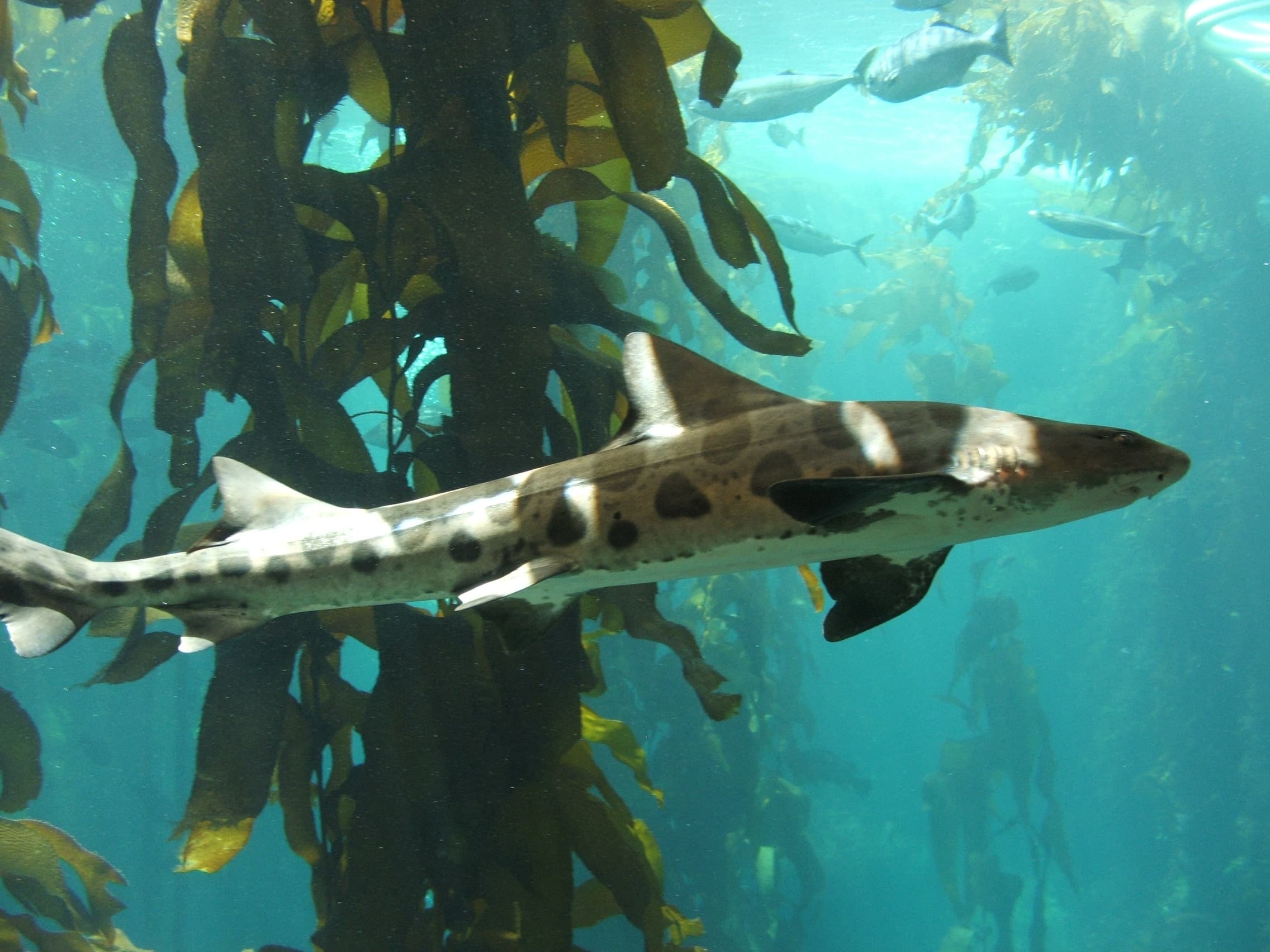 leopard shark (triakis semifasciata) 01 leopard shark (triakis semifasciata) 01