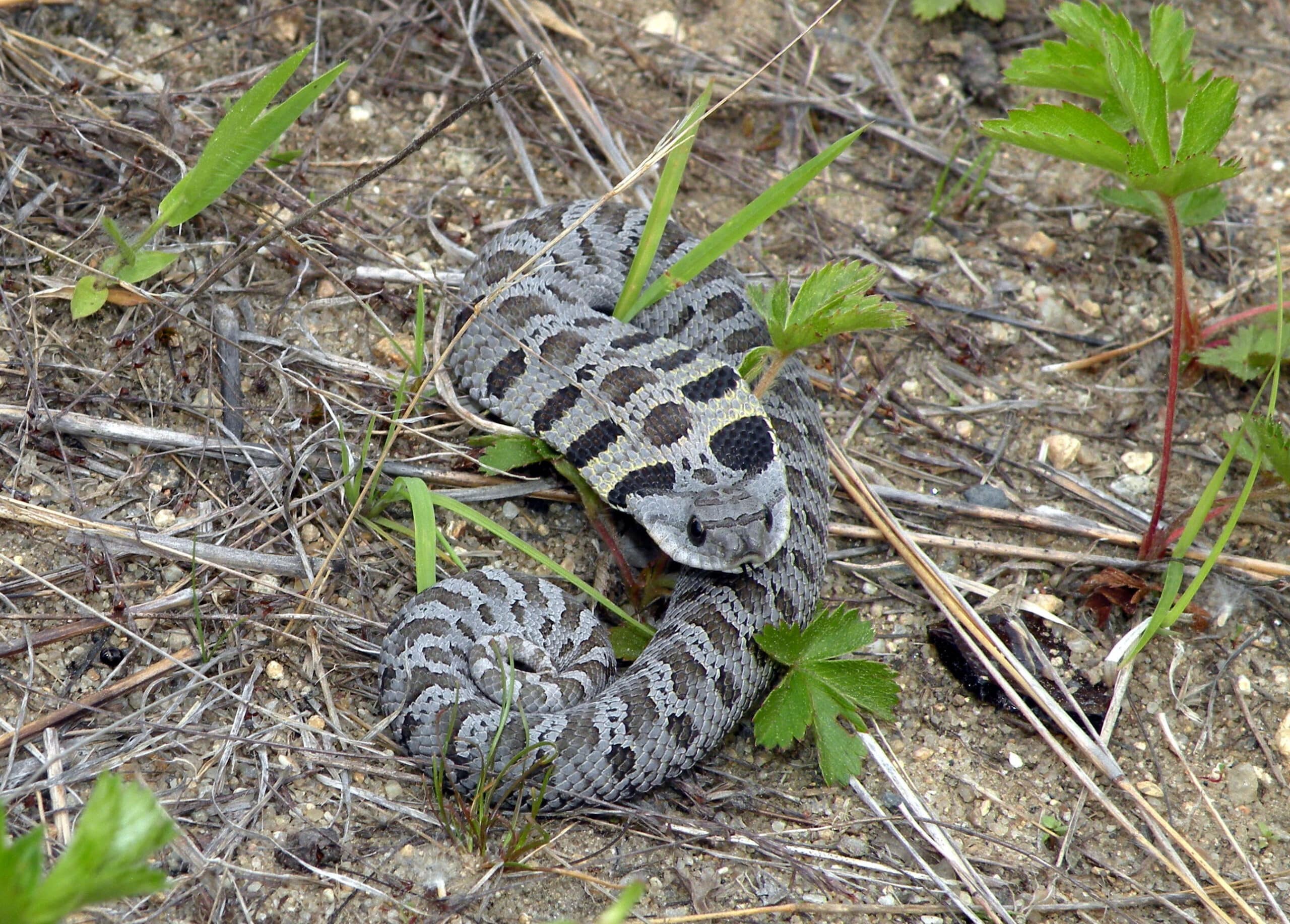 eastern hognose snake (heterodon platirhinos), monague, ma (42246291915) eastern hognose snake (heterodon platirhinos), monague, ma (42246291915)