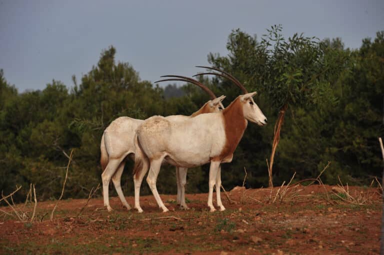 oryx dammah, rabat zoo 2045 (6713585755)