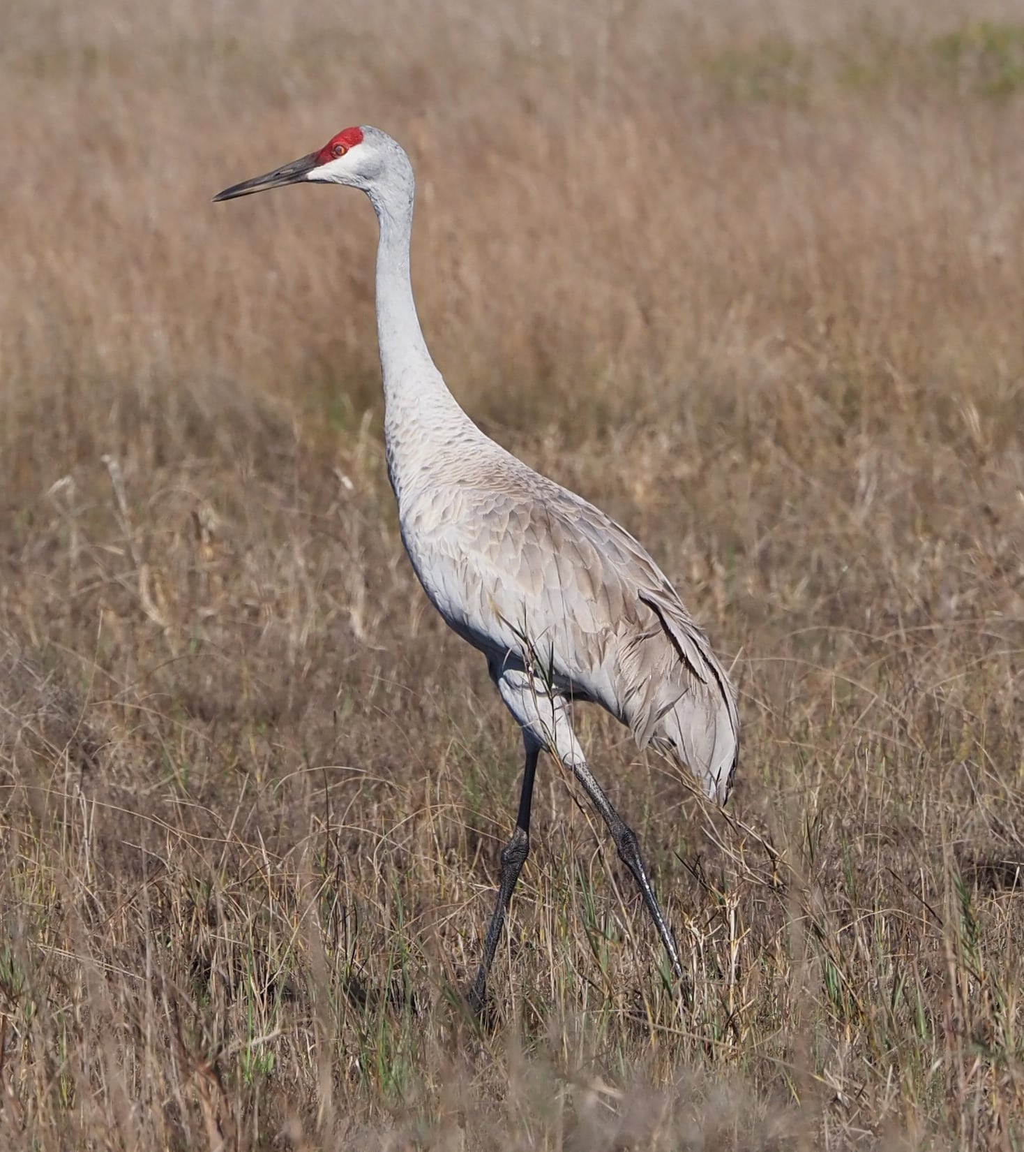 antigone canadensis 353731480 (cropped)