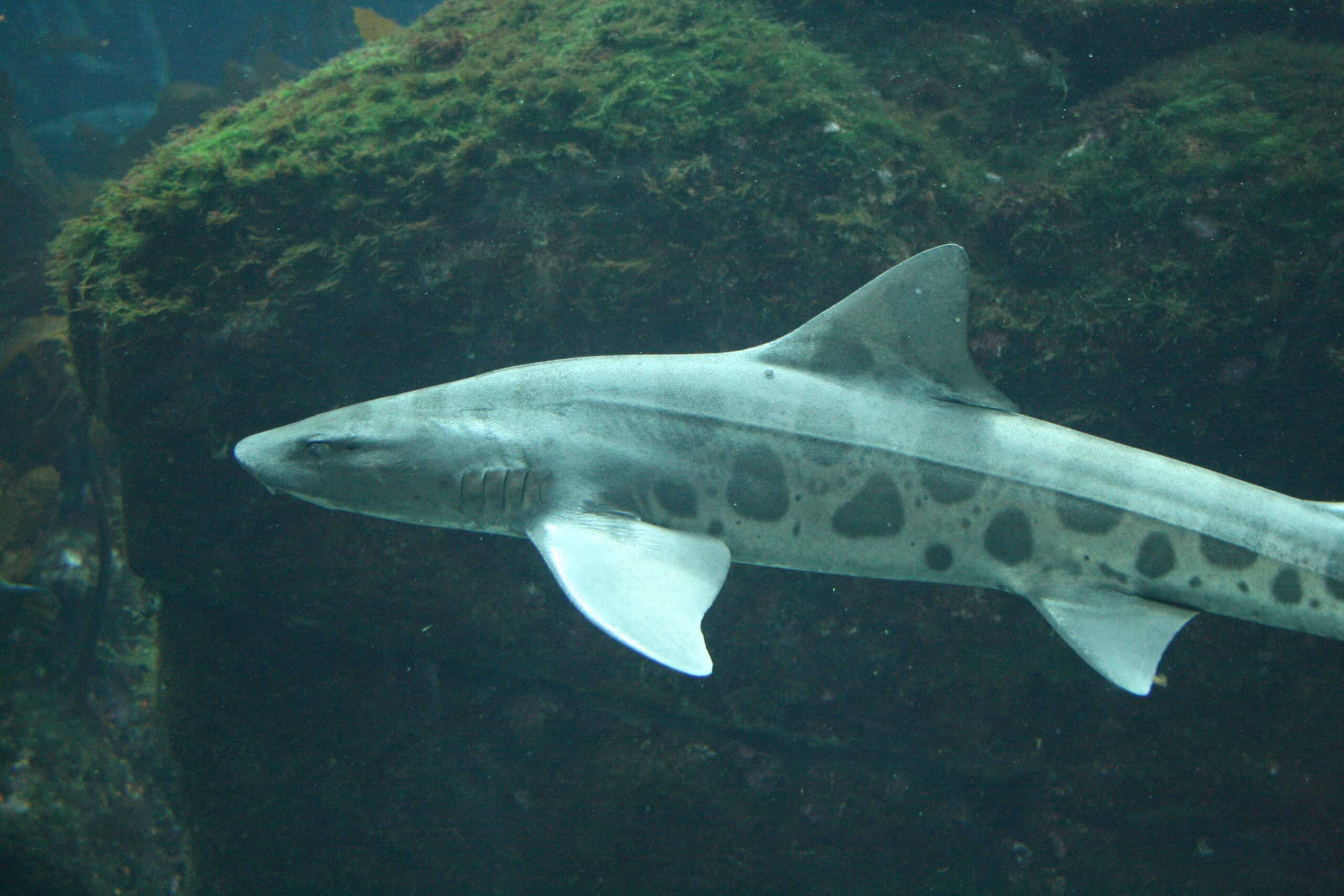 triakis semifasciata monterey triakis semifasciata monterey