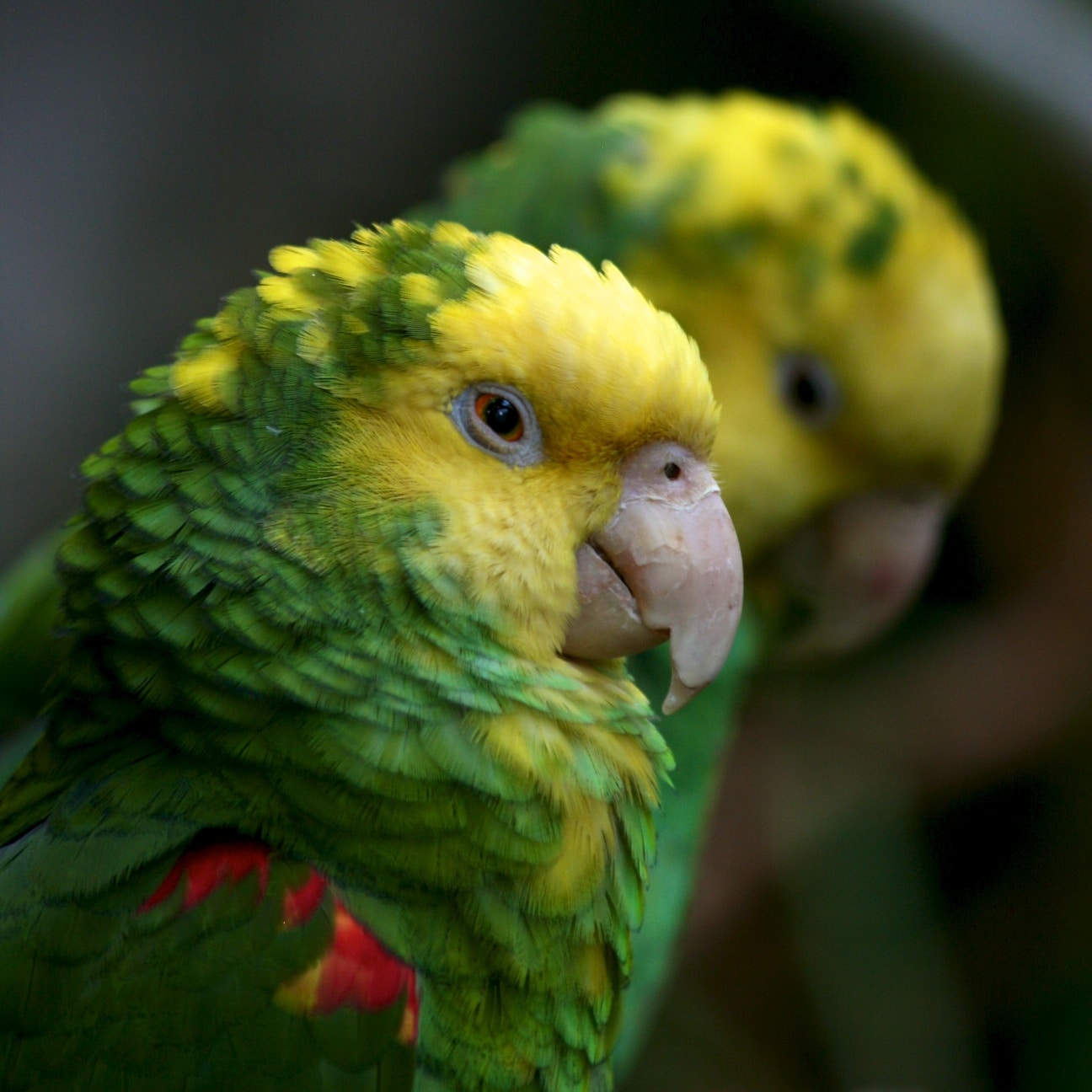 yellow headed amazon parrot (6968342301) yellow headed amazon parrot (6968342301)