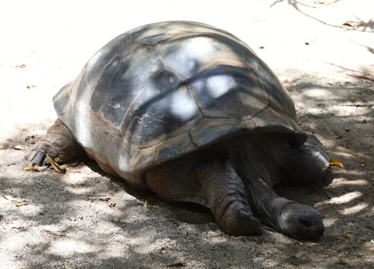file:(1)aldabra giant tortoise 1.jpg file:(1)aldabra giant tortoise 1.jpg