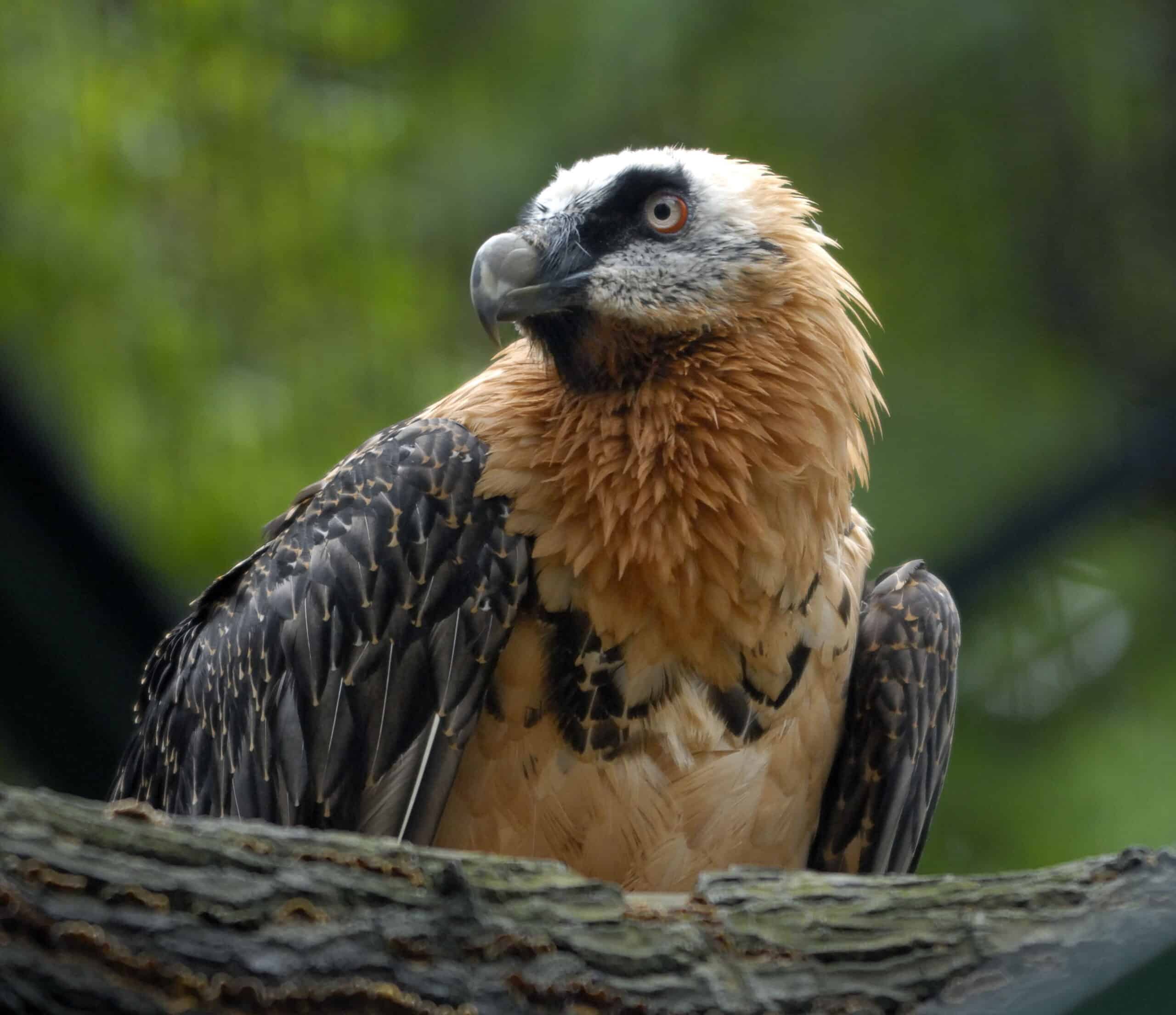 bartgeier (gypaetus barbatus) 01