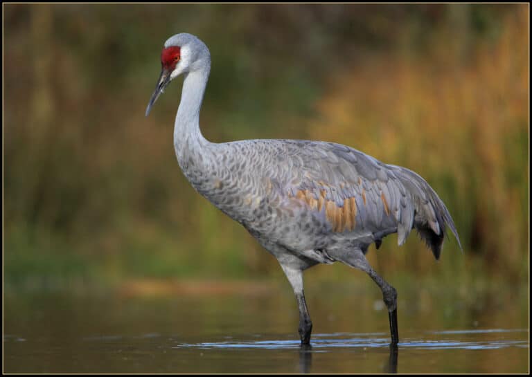 sandhill crane img0288