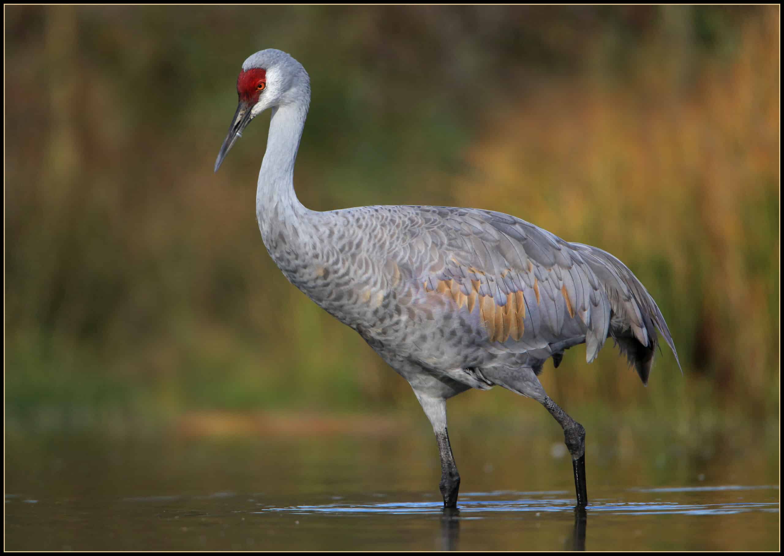 sandhill crane img0288