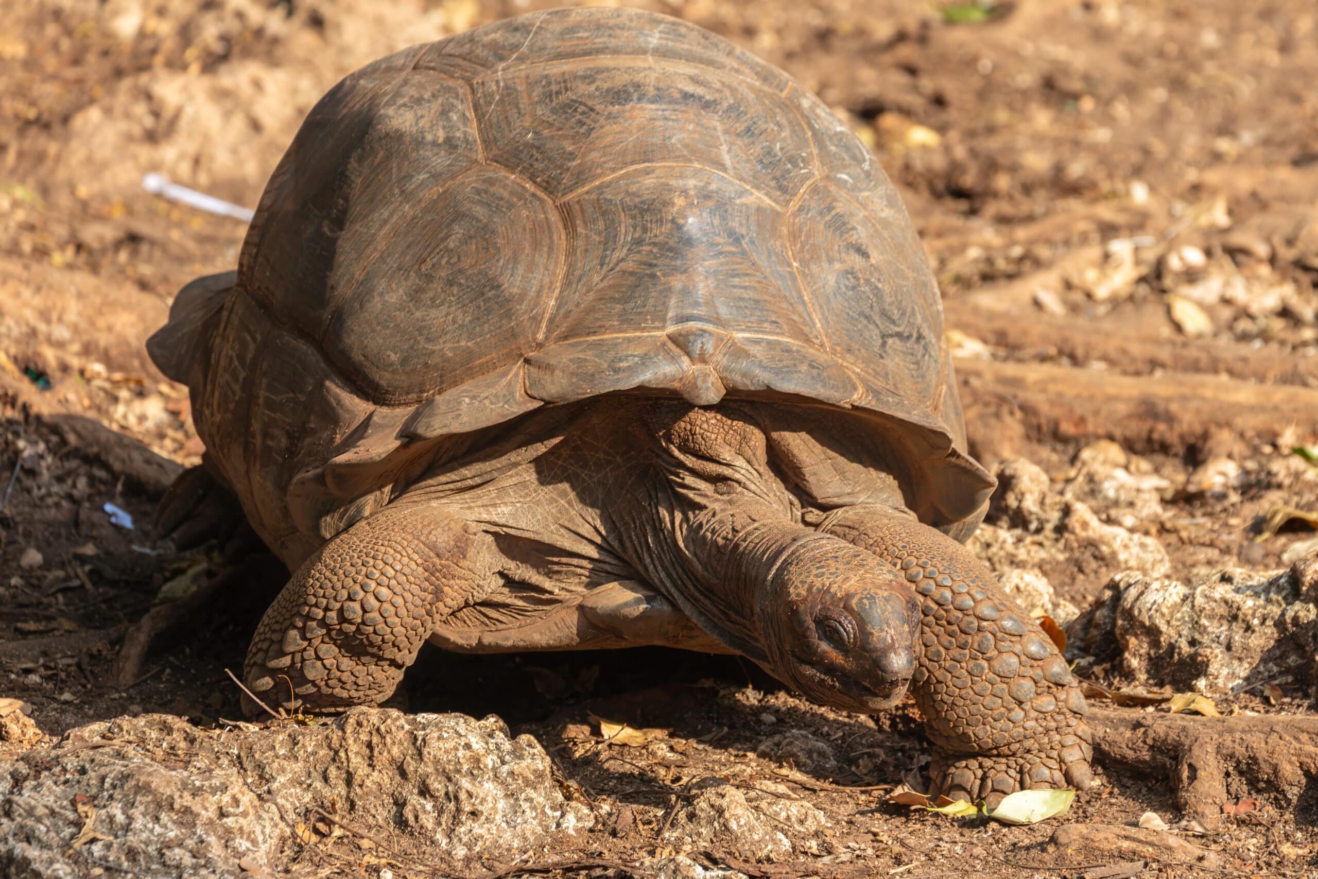 tortuga gigante de aldabra (aldabrachelys gigantea), isla changuu, tanzania, 2024 05 31, dd 10 tortuga gigante de aldabra (aldabrachelys gigantea), isla changuu, tanzania, 2024 05 31, dd 10