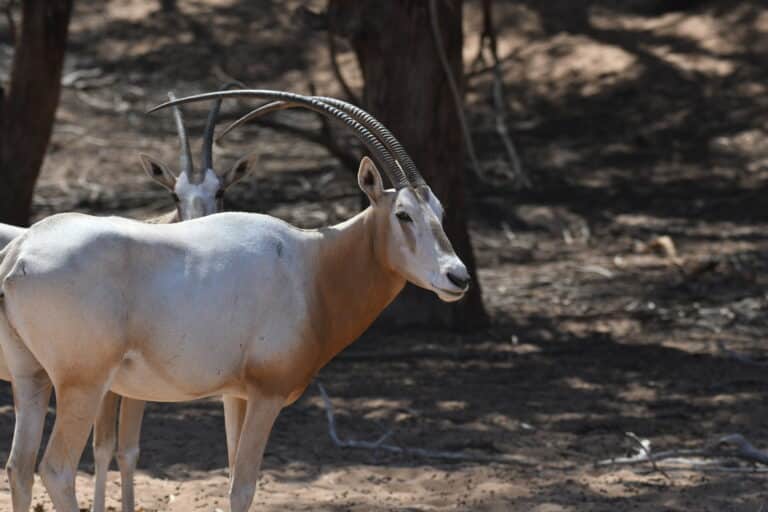 oryx dammah 290501738