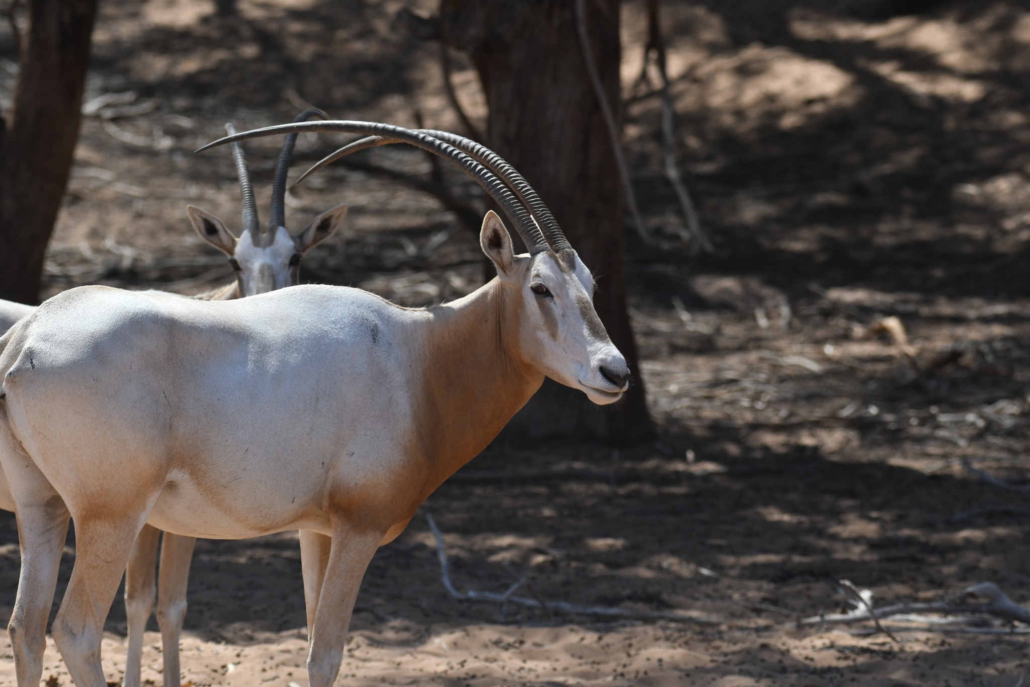 oryx dammah 290501738