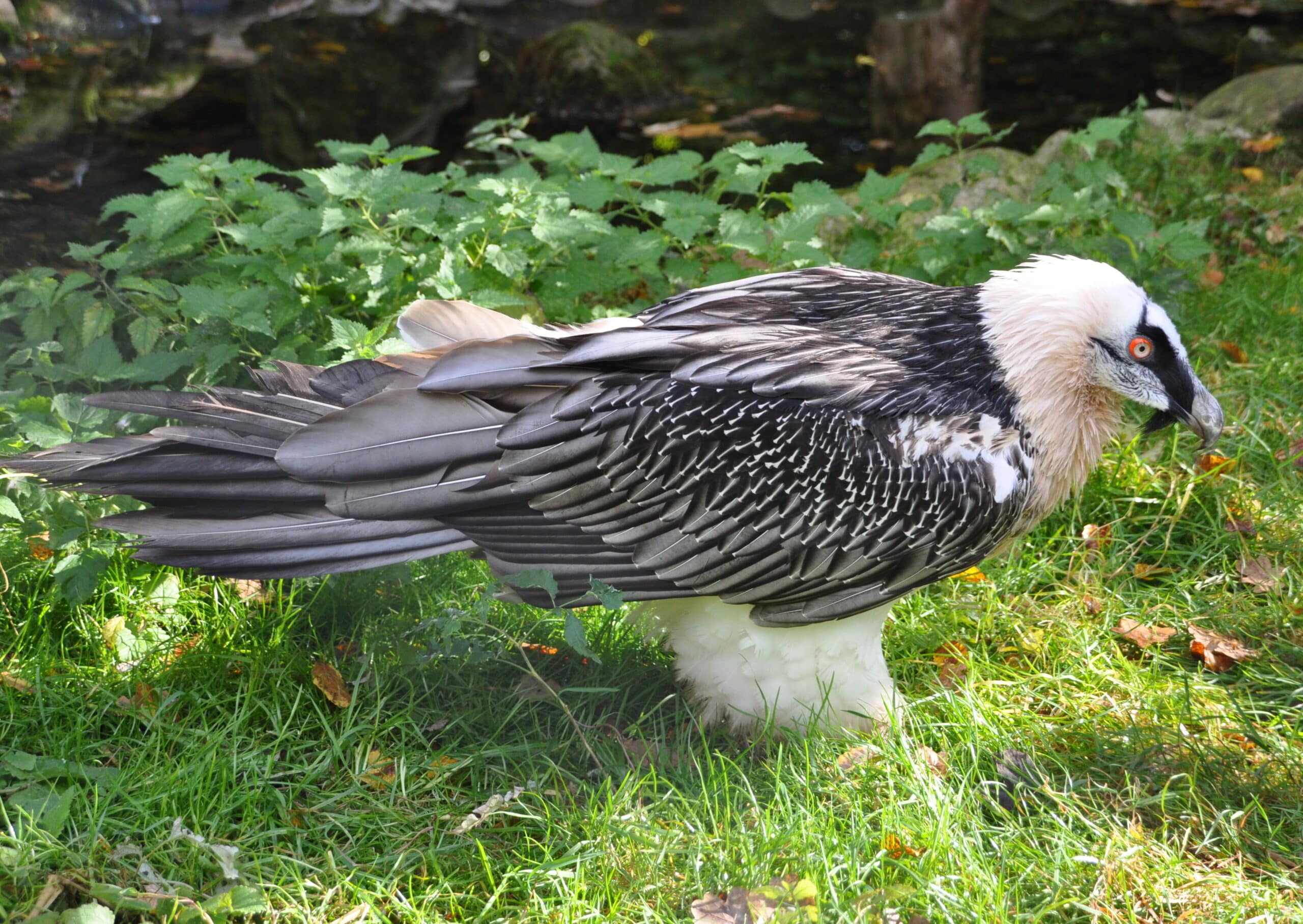 gypaetus barbatus qtl1