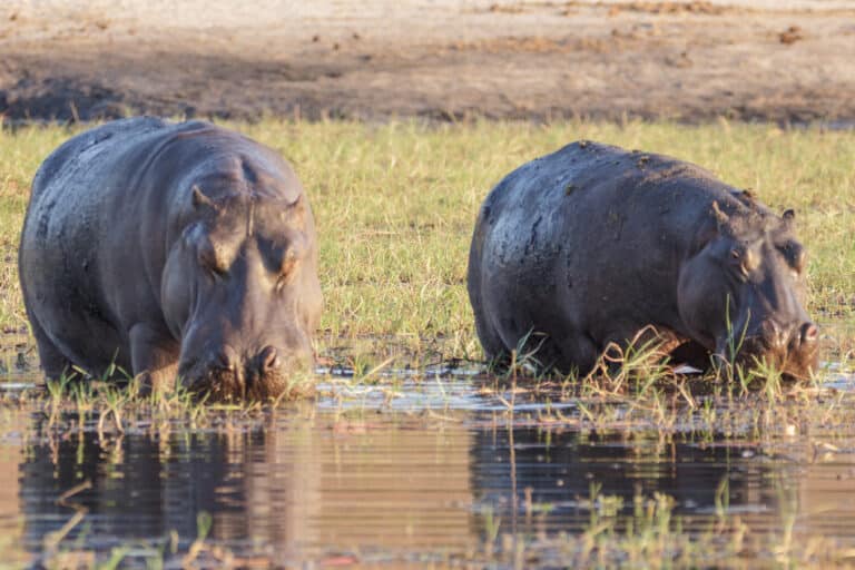 hippopotamus amphibius botswana (28257017096)