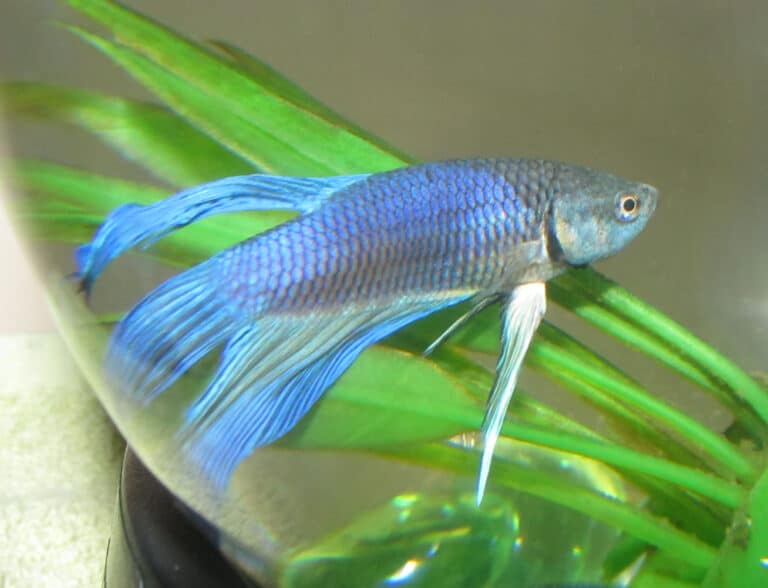 blue betta splendens blue betta splendens