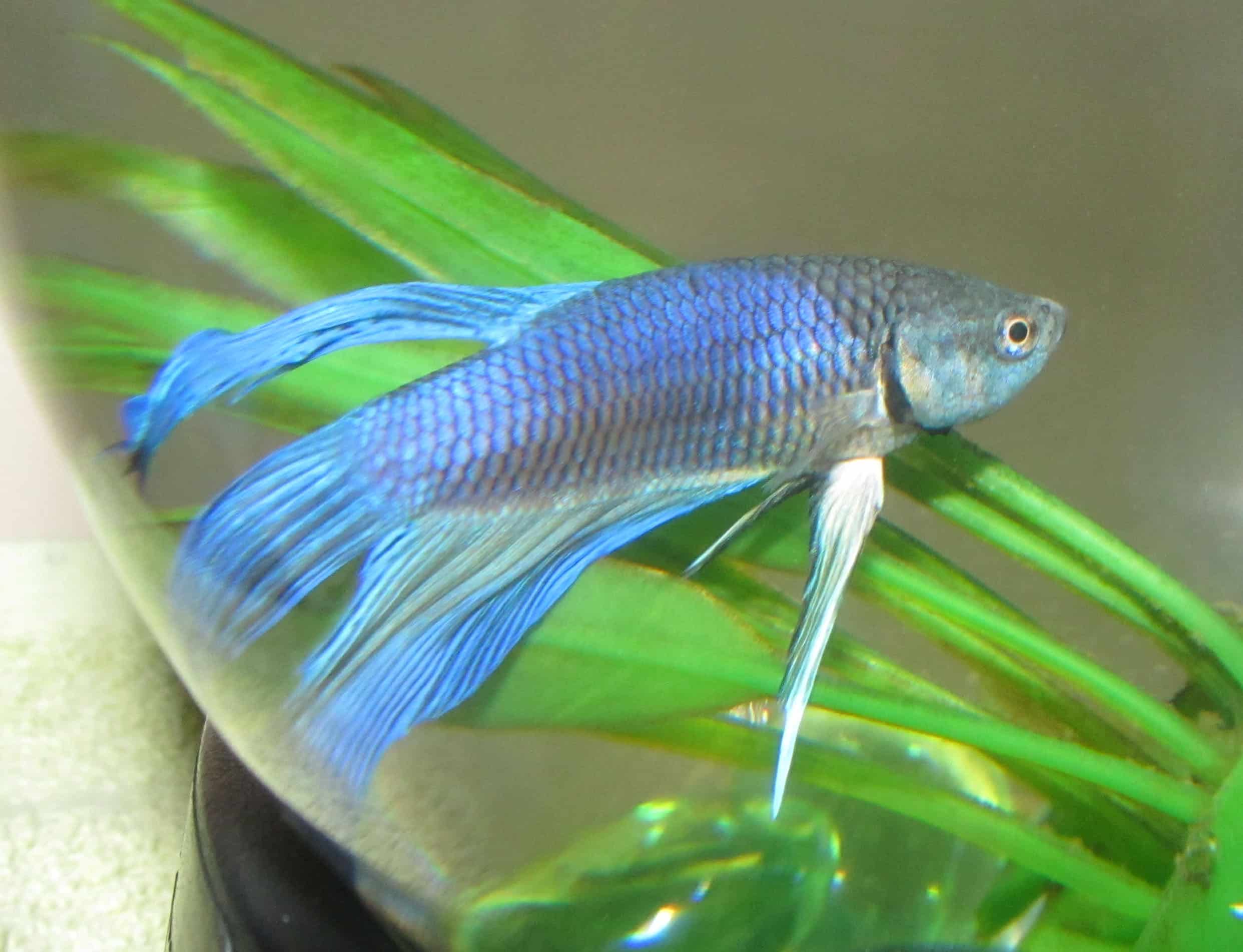 blue betta splendens blue betta splendens