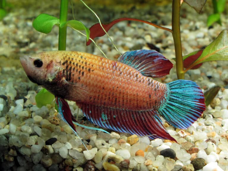 file:siamese fighting fish (betta splendens) female orange.jpg file:siamese fighting fish (betta splendens) female orange.jpg