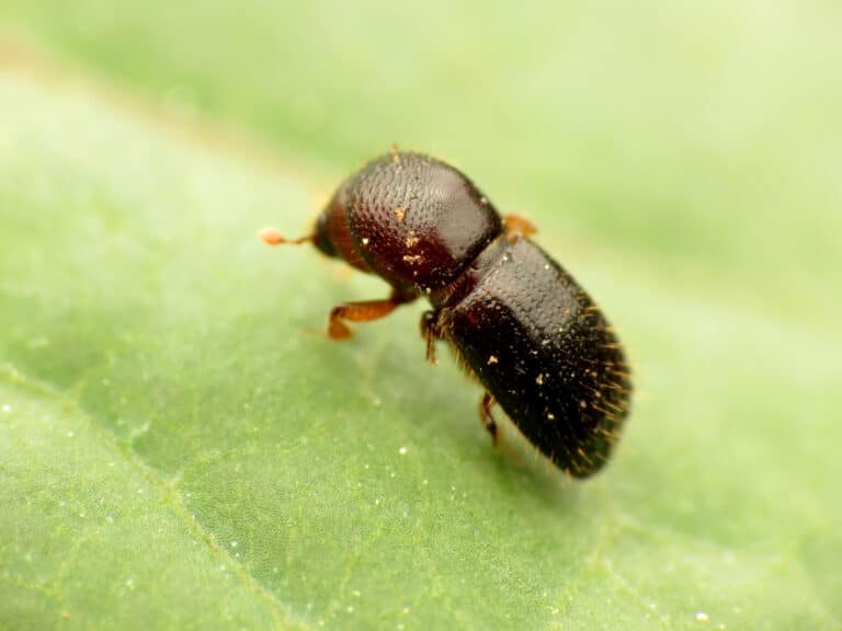black stem borer (48192888971)