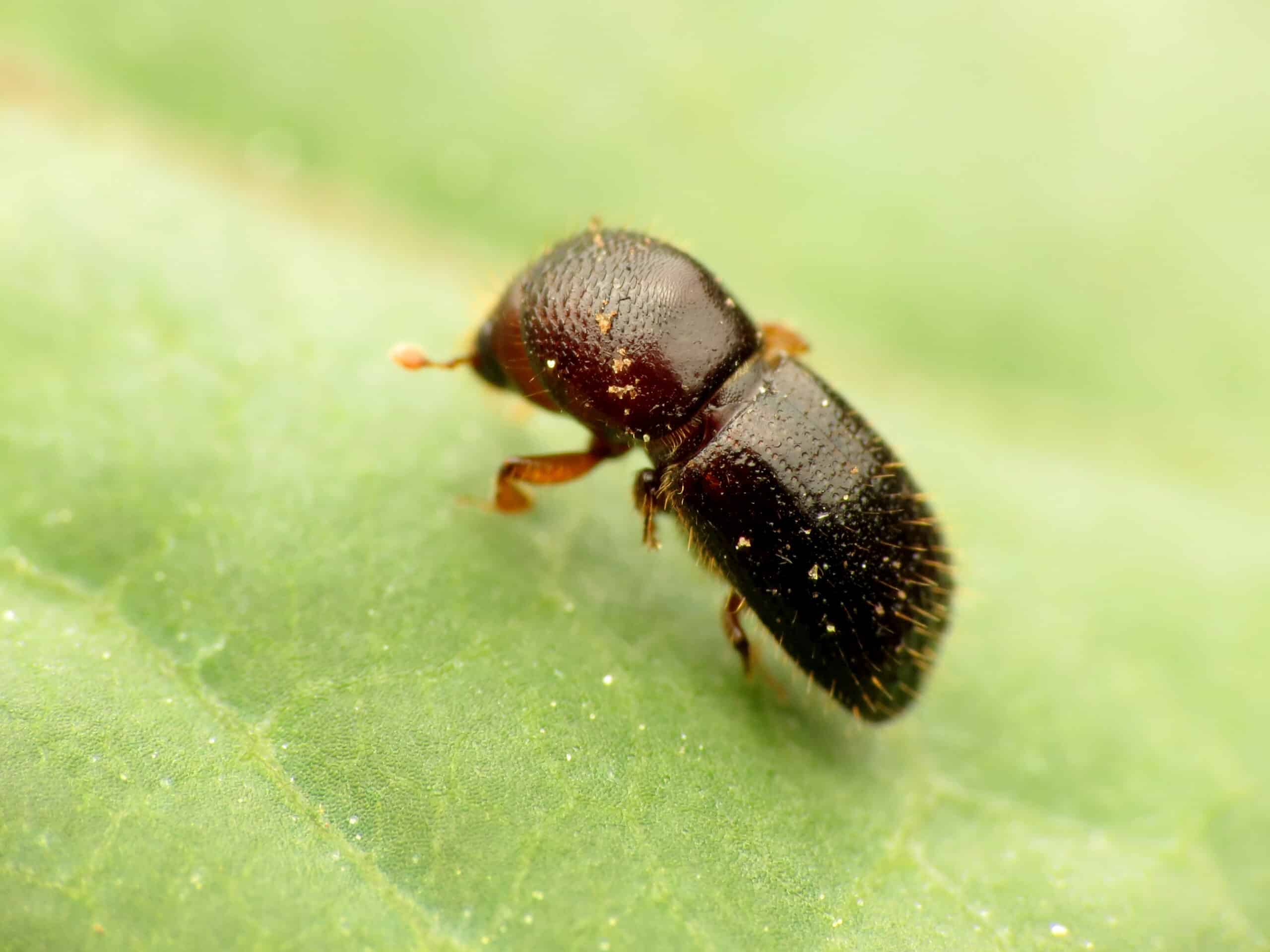 black stem borer (48192888971)