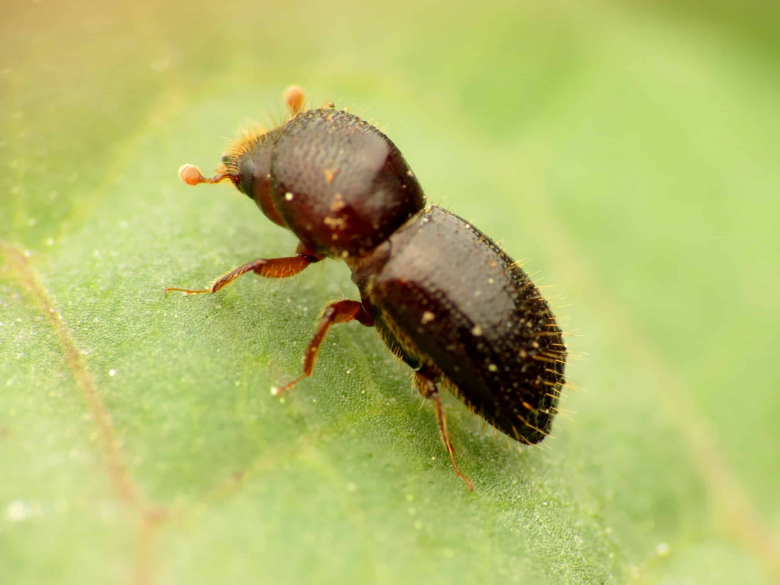 black stem borer (48192888886)