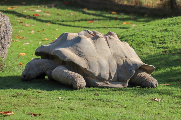 aldabra giant tortoise (geochelone gigantea) (cwpg) (2) aldabra giant tortoise (geochelone gigantea) (cwpg) (2)