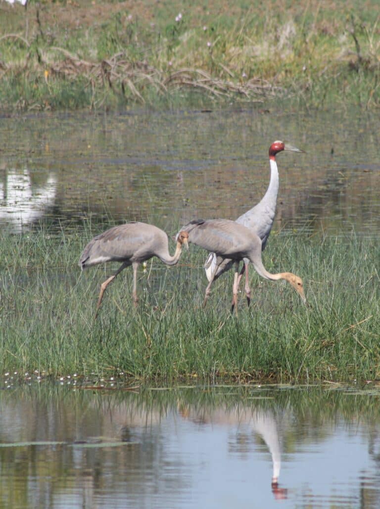 sarus cranes grus antigone gondia maharashtra (8)