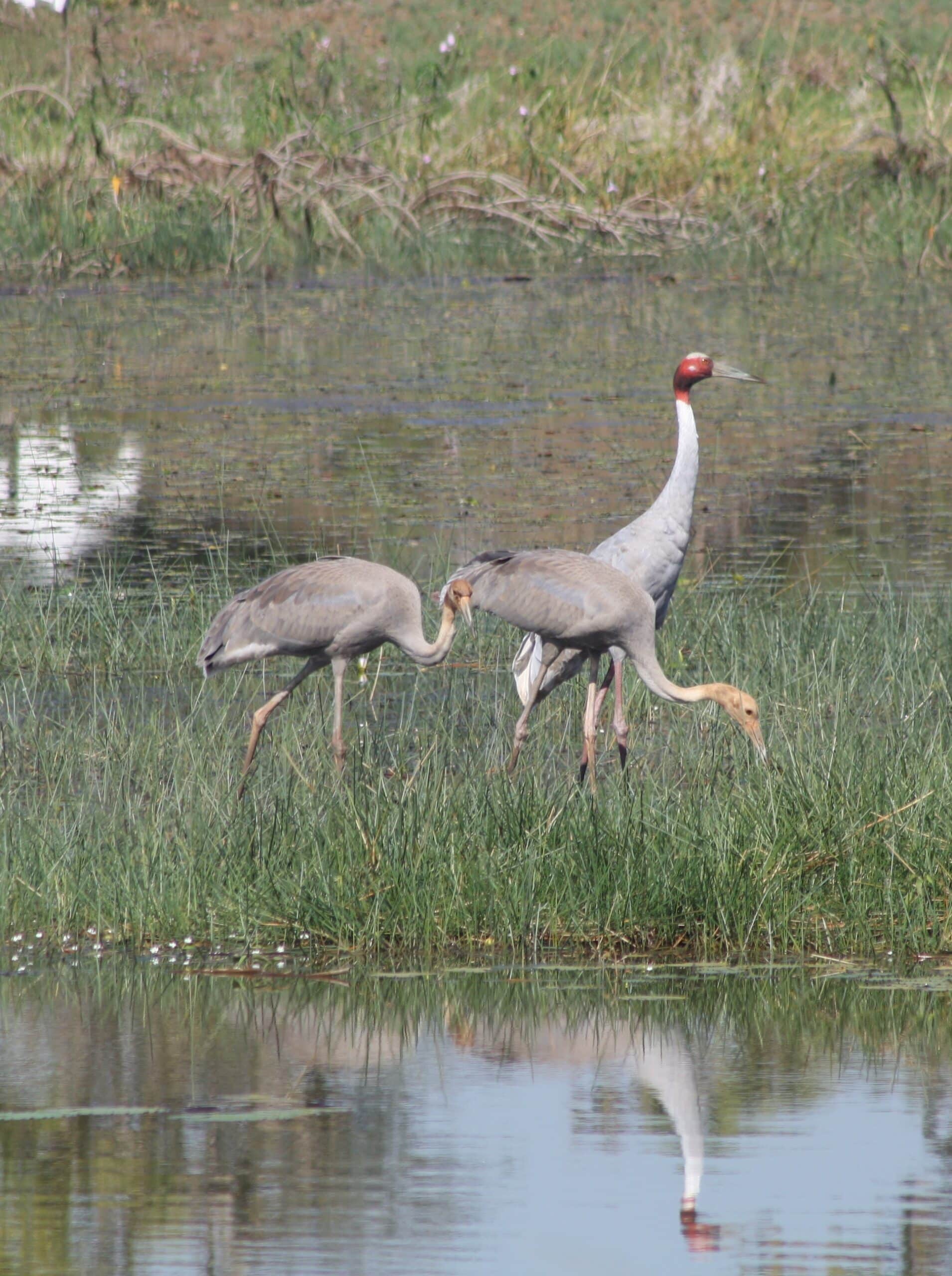 sarus cranes grus antigone gondia maharashtra (8)