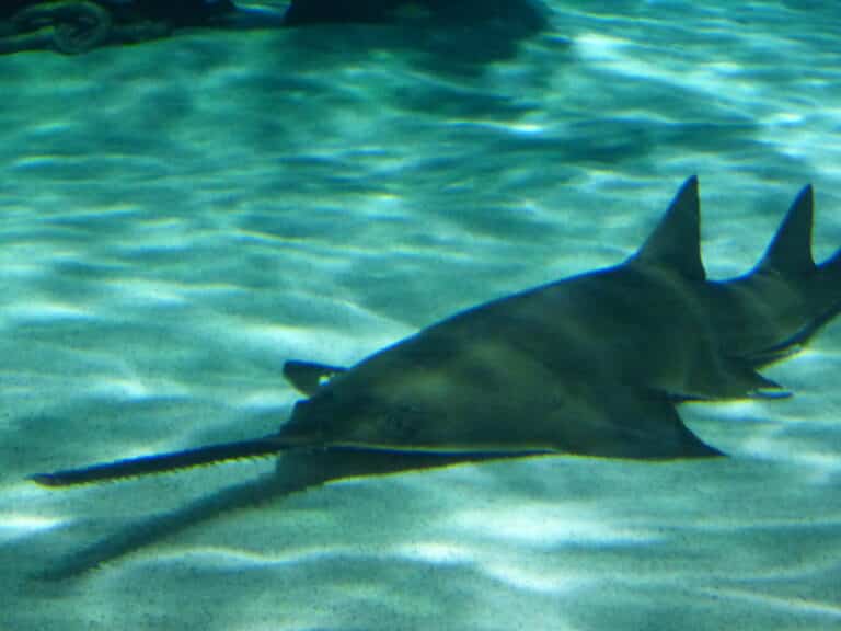 sawfish ripley’s aquarium myrtle beach sawfish ripley’s aquarium myrtle beach