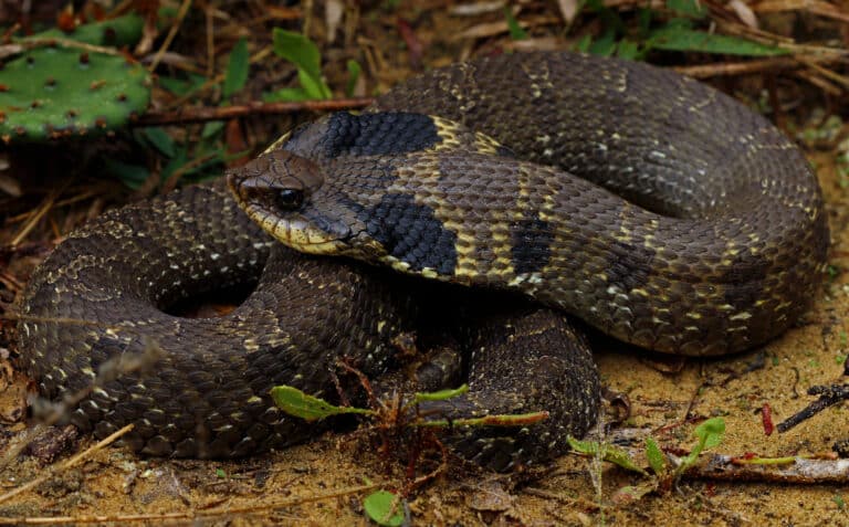 Östliche hakennatter (heterodon platirhinos), seitenansicht 1 Östliche hakennatter (heterodon platirhinos), seitenansicht 1 Hognose snake