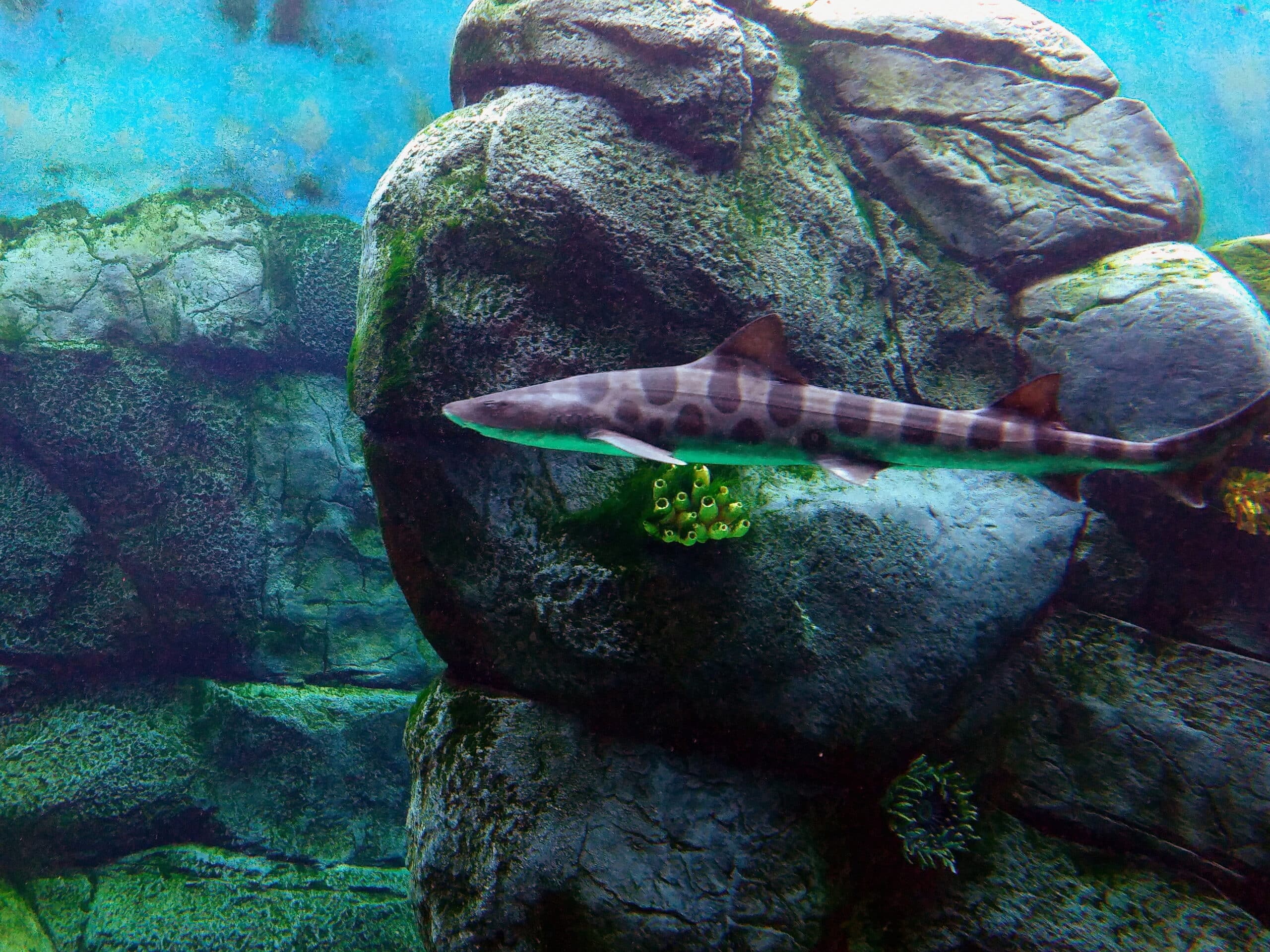 triakis semifasciata at san diego zoo africa rocks 01 triakis semifasciata at san diego zoo africa rocks 01