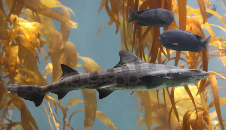 leopard shark in kelp leopard shark in kelp Leopard Shark