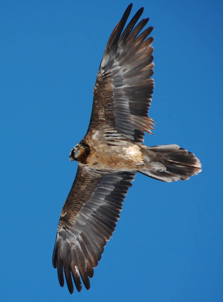 gypaetus barbatus mürren 1