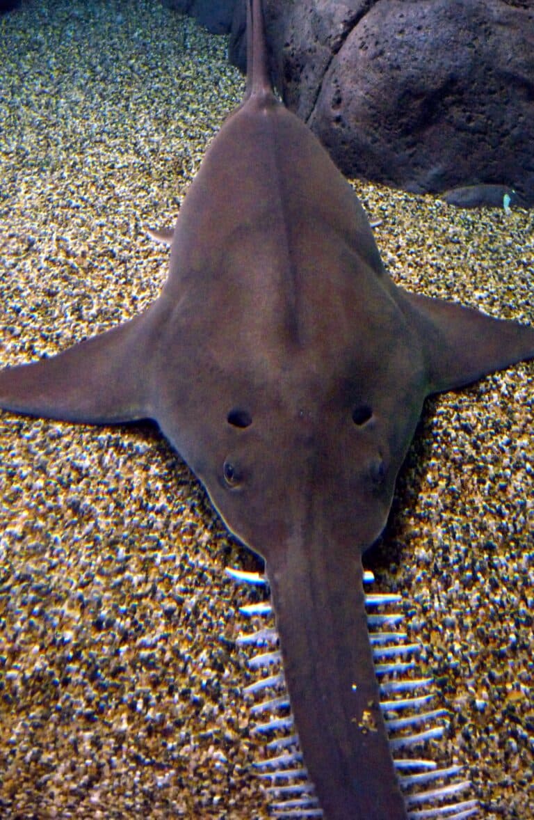 file:sawfish2.jpg file:sawfish2.jpg