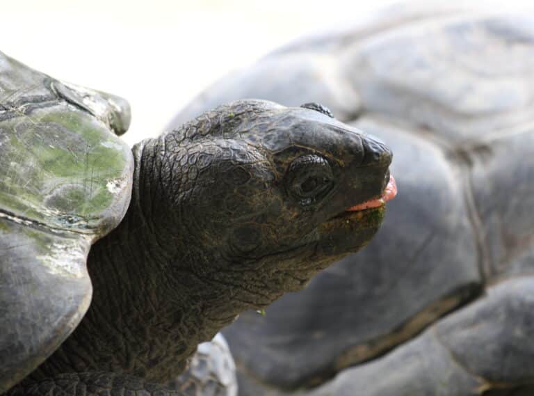 aldabra giant tortoise (15002481664) aldabra giant tortoise (15002481664)