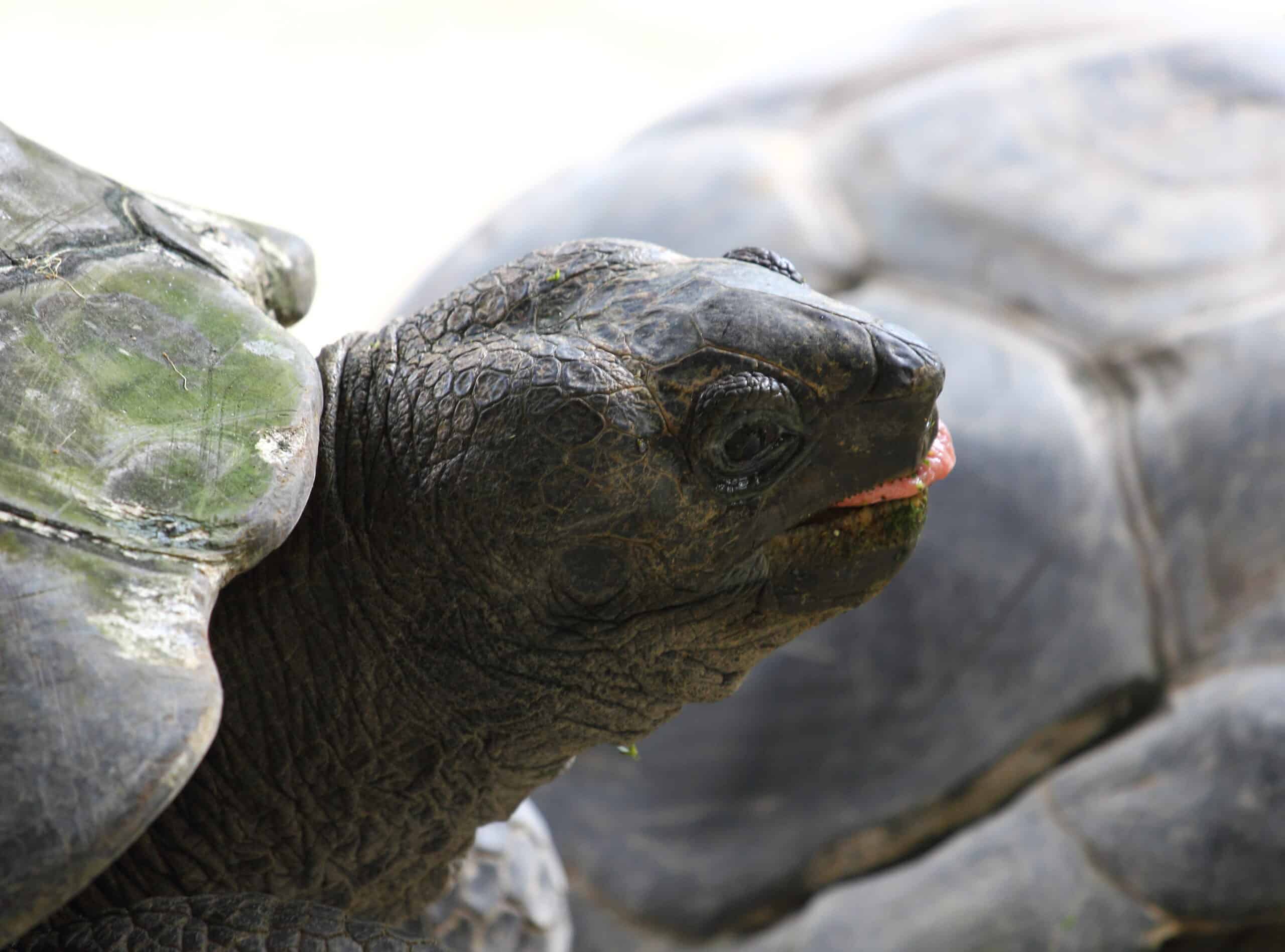 aldabra giant tortoise (15002481664) aldabra giant tortoise (15002481664)