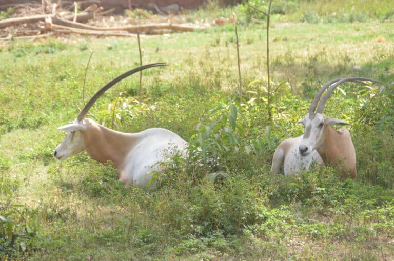 oryx dammah at giza zoo by hatem moushir 4