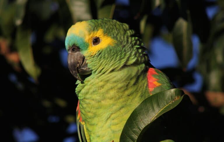 turquoise fronted (blue fronted) amazon parrot amazona aestiva (20254700942) turquoise fronted (blue fronted) amazon parrot amazona aestiva (20254700942) Amazon Parrot