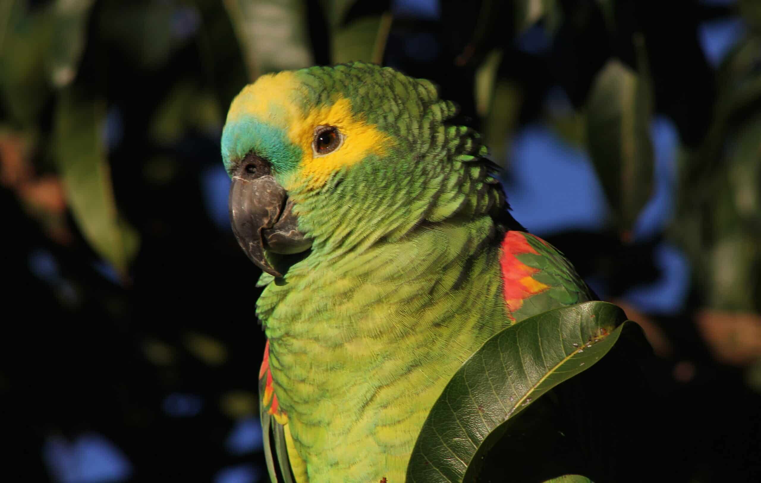 turquoise fronted (blue fronted) amazon parrot amazona aestiva (20254700942) turquoise fronted (blue fronted) amazon parrot amazona aestiva (20254700942) Amazon Parrot