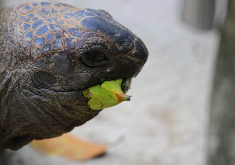 aldabra giant tortoise (15620577061) aldabra giant tortoise (15620577061)