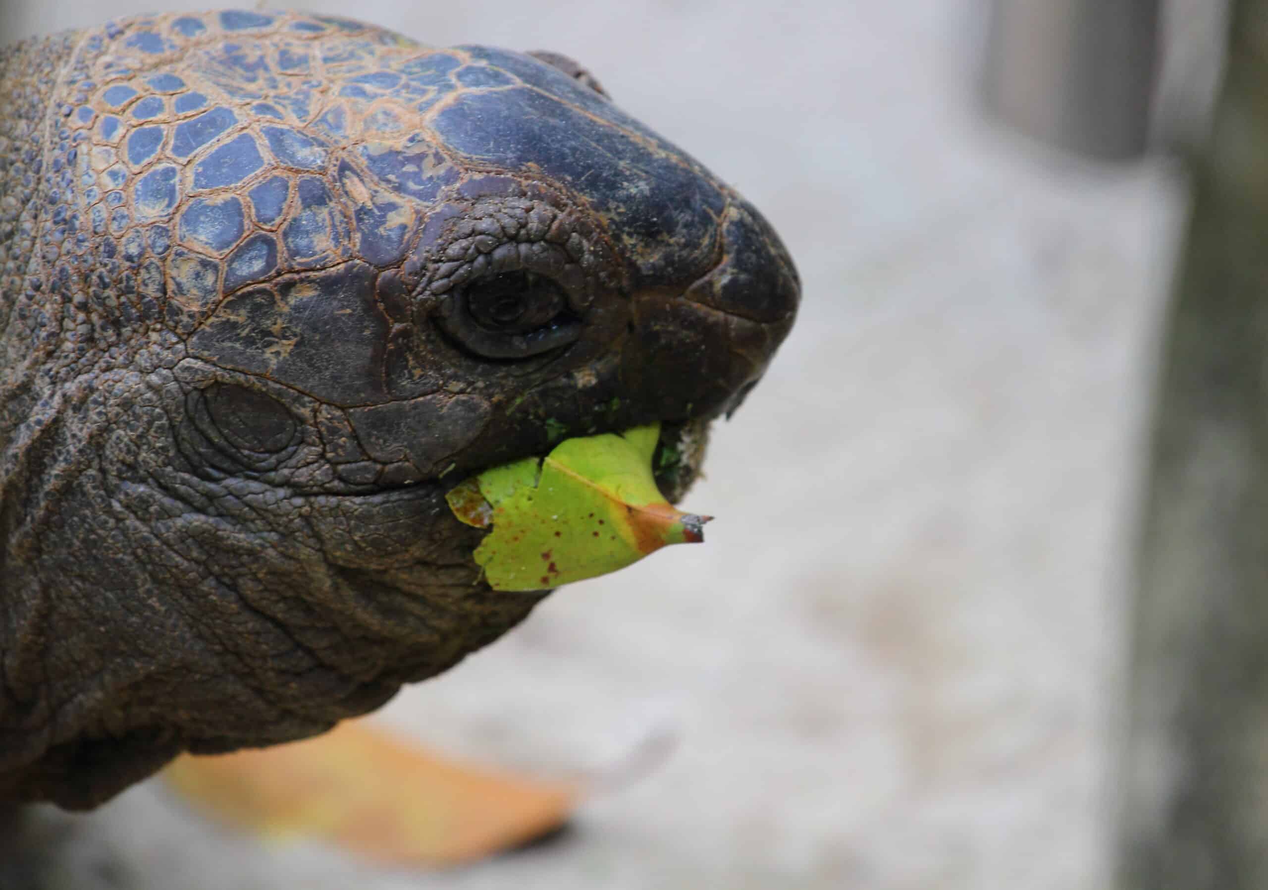 aldabra giant tortoise (15620577061) aldabra giant tortoise (15620577061)