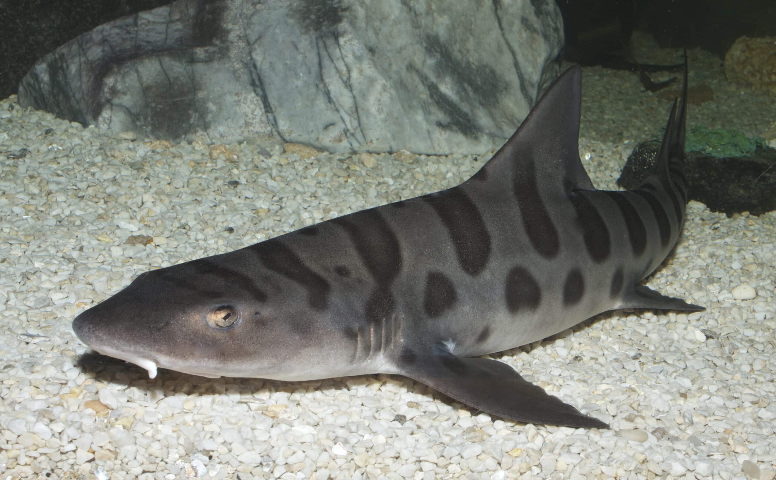 triakis semifasciata gratwicke triakis semifasciata gratwicke