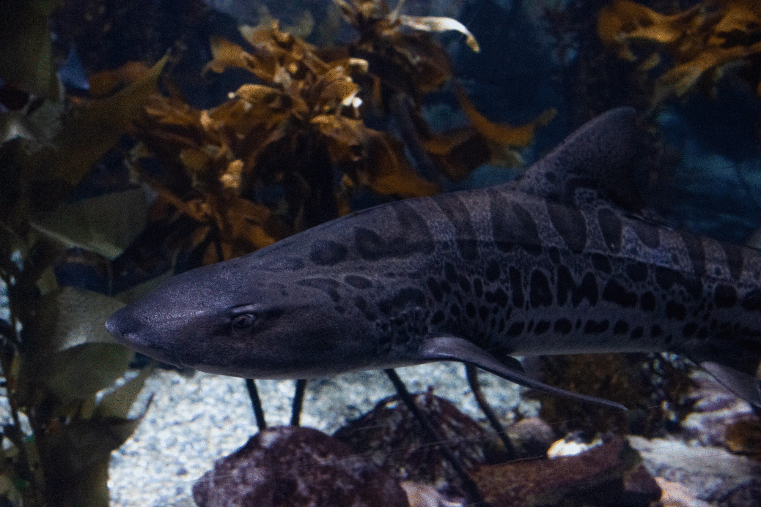 leopard shark unusual color variant aquarium of the pacific 1 leopard shark unusual color variant aquarium of the pacific 1