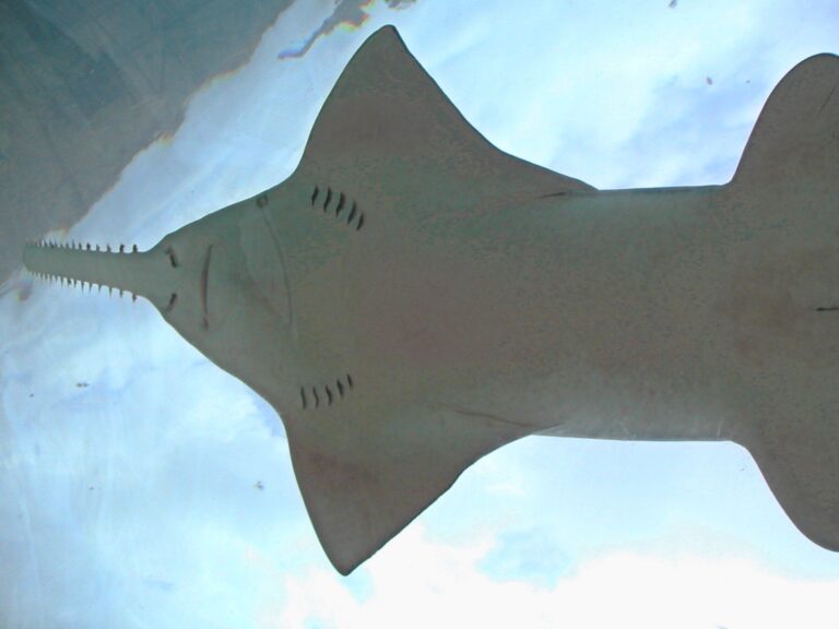 sawfish seen from underwater tunnel atlantis sawfish seen from underwater tunnel atlantis