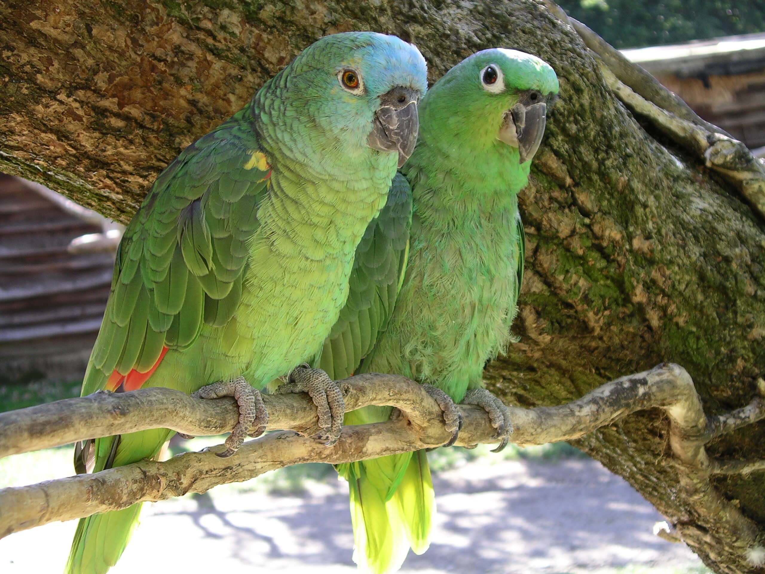 amazon parrots x2 bird land leicestershire 4 amazon parrots x2 bird land leicestershire 4