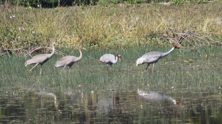 sarus cranes grus antigone with juvenile maharashtra (5)