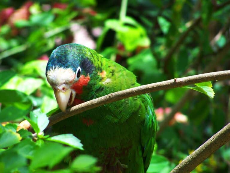 cuban amazon parrot grand cayman island cuban amazon parrot grand cayman island