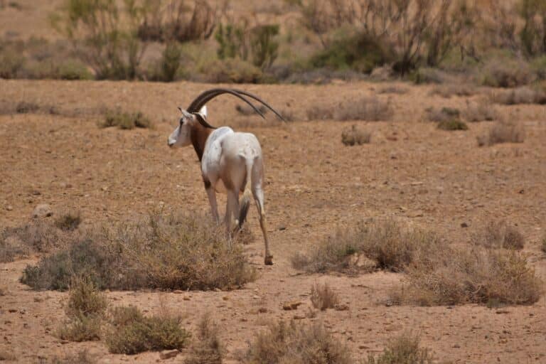 oryx dammah oryx algazelle 2